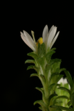 Aster ericoides f. prostratus 'Snow Flurry' RCP10-07 049.jpg